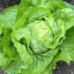 Fresh romaine lettuce Grade A Content no Style Fresh Weight (kg) 0 Ingredients no Storage Type frsh Shelf Life 9months Address south - Image 1