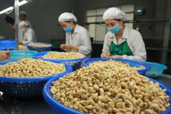 all types cashew nuts from Vietnam high quality at good prices Natural cashew nuts Fresh and dried cashew kernels – product photo 6, product detail gallery