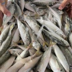 Frozen Mackerel Scad - Image 1