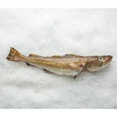 Fresh Whole Fresh Cod Skrei Fish Fish Ready For Export. - Image 2