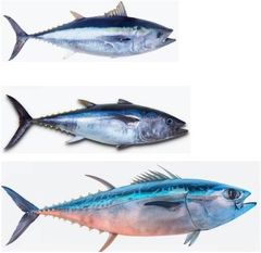Blue Fin Tuna  - Image 1