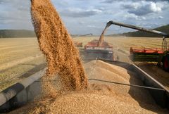 Wheat Milling - Image 2
