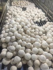 Diamond Shape Coconut Fragrant Fresh Coconuts High Grade Young Coconut- Whatsapp 0084989322607 - Image 2