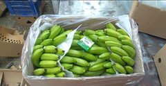 Cavendish Banana – product photo 3, product detail gallery