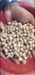 Premium Quality Kabuli Chickpeas / White Chickpeas – Whole, Polished & Natural – All Sizes & Counts – Indian Export for Global Buyers - Image 4