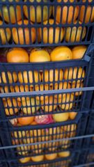 Navel Orange - Image 2