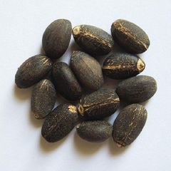  Jatropha Seeds - Image 2
