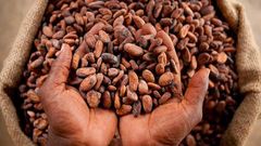 Cocoa Beans – product photo 1, product detail gallery