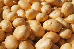 fresh potato - Image 2