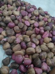 Kola Nut Grade A Taste bitter Flavor Bitter Place of Origin Nigeria Caffeine Content Present Harvesting Environment Humid Tropical Climate - Image 1