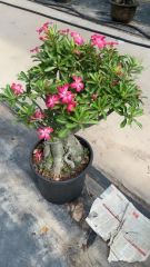 Real Live Indoor Plants Adenium Obesum - Image 3