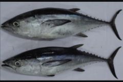 FROZEN TUNA Shelf Life 2 YEARS Packaging RUNNING PACK Packing Method Running Weight Pricing Options Nwnc, Nwfc, Fwnc, Fwfc - Image 1