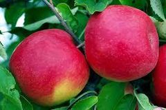 Fresh Red Fuji Apple – Premium Quality Export-Grade Fruit Grade A Texture Crisp Type Vegetable Color Bright Red Flavor Juicy, Sweet - Image 2