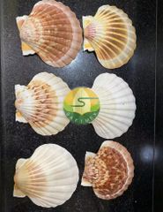 Natural Eco-Friendly Polished Folk Art Scallop Seashells White Yellow Shell Collection for DIY Crafts Home Decor Wedding - Image 3