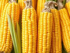Mature Fresh Yellow Corn Cob Non Glutinous Natural Maize - Image 1