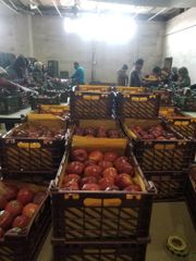 Fresh Apples/Royal Gala/Granny smith/Fresh Fruits! Color Red Type Apple Taste SWEET Style Fresh Grade TOP GRADE Weight (kg) - Image 3