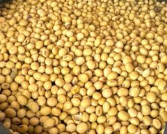 Soybean - Image 1