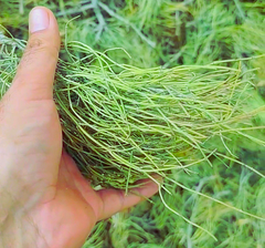 Ephedra Herbs – product photo 3, product detail gallery