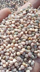 Guar seeds - Image 1