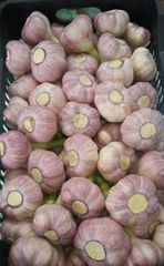 Fresh garlic - Image 2