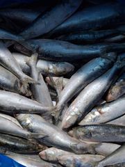 bait sardines - Image 1