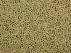 Natural Green Lentils Raw Whole Seeds Clean Fresh Premium Quality High Protein Perfect For Healthy Meals Cooking And Industrial Food Use Buy Today Fast Delivery Premium Quality Wholesale - Image 3