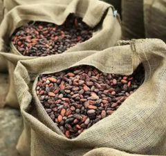100% Cacao Beans Seeds and Cocoa Premium Quality Natural Cocoa West Africa Cocoa Beans Wholesale Suppliers and Manufacturers. – product photo 2, product detail gallery
