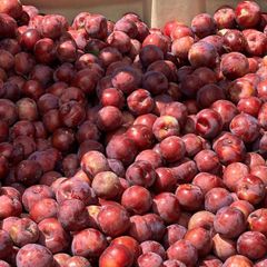 Fresh Stone Fruits, Nectarines, Peaches, Apricots and Plums for Sale!! Class 1 export quality Stones fruits for export – product photo 3, product detail gallery