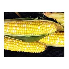 Wholesale Fresh Sweet Corn Yellow Corn on Cob Farm Fresh Export Quality - Image 3