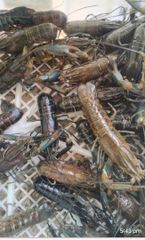 Crey Fish - Image 1