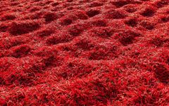 Red Chilli - Teja S17 Material Raw Shelf Life 12 months Place of Origin INDIA Max. Moisture (%) Below 12% Brand Name JRR - Image 9