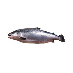 Salmon Fish Frozen Fillet Fresh And Frozen Atlantic Salmon Fish/Whole Frozen Salmon/Salmon Head For Sale. - Image 5