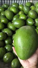Avocado – product photo 2, product detail gallery