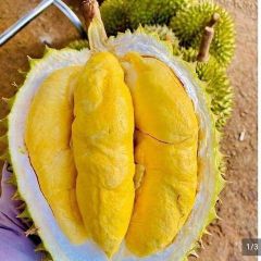 Fresh Durian Mongthong Texture Fresh Origin Thailand Shelf Life 2 YEARS Color Rich And Vibrant Quality Standard Premium - Image 1
