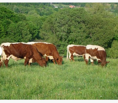Pregnant Holstein Heifers cow.Cheap Pregnant Holstein Heifers Cow/ Healthy Cattle At Affordable Prices.Holstein Friesian Livestock - Image 2