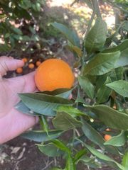 ORANGE - Image 4