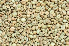 Robusta Coffee Beans Bulk Wholesale Consistent Supply | Top Quality Robusta Coffee - Image 2