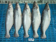 Frozen cassava leaves, frozen cassava, frozen taro, frozen tilapia, pangasius, okra, jackfuit  ..... - Image 11