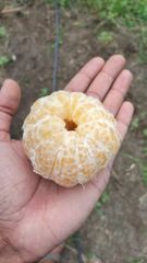 Fresh juicy oranges – product photo 1, product detail gallery