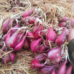 Organic Premium Quality Fresh Red Onion Best Price with Free Tax - Image 4
