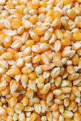  Animal Feed Like Yellow Corn - Image 1