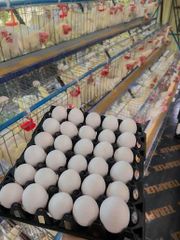 Fresh White Chicken Eggs Wholesale Distribution - Image 5