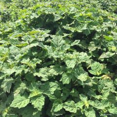 Patchouli Oil Certification Halal, Kosher, COSMOS Packaging 25 Kg Jerrycans / 200 Kg HDPE - Image 1