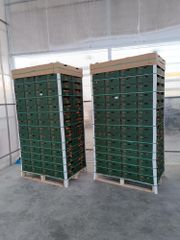 tomato Supplier Application - Climbo Cluster Tomato (GlobalGAP, BRC IFS, Good Agriculture, GRASP Certified) - Image 5