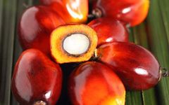 Crude Palm Oil, CP8, CP10 Packaging 20L - Image 2