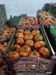 Fresh Tomato - Image 1