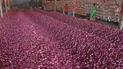 Red onion nashik india medium size 50.mm plus - Image 1