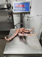 Giant squid Tentacles boiled - Image 4