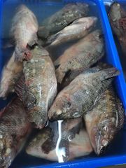 Whole round tilapia - Image 1