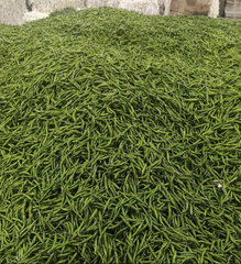 green Chilli Place of Origin INDIA Grade Export quality G4 Packaging AS PER BUYERS - Image 2